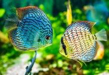 elevage poisson discus