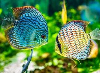 elevage poisson discus