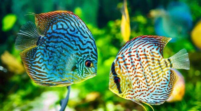 elevage poisson discus