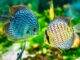 Discus d’élevage: quelques conseils pour se lancer elevage poisson discus