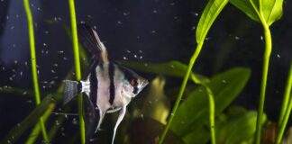 la reproduction de scalaire