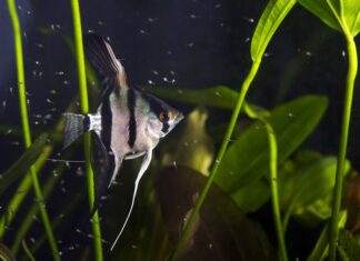 la reproduction de scalaire