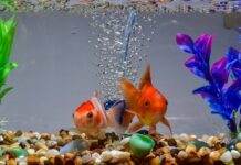 mise en route d'un aquarium d'eau douce