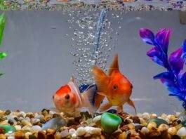 mise en route d'un aquarium d'eau douce