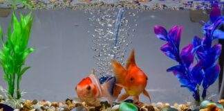 mise en route d'un aquarium d'eau douce