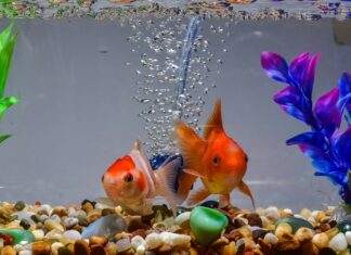 mise en route d'un aquarium d'eau douce