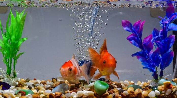 Mise en service d’un aquarium pour les débutants mise en route d'un aquarium d'eau douce