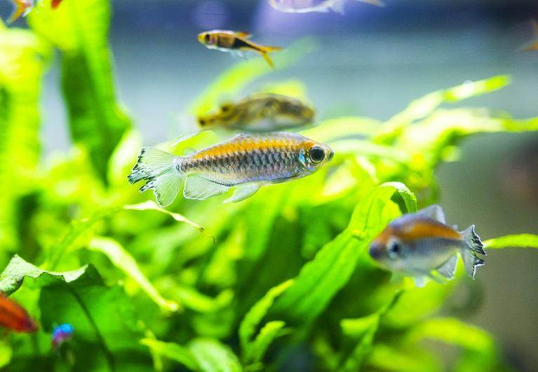 nouvel aquarium combien de temps avant de mettre les poissons