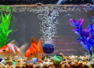 oxygene aquarium poisson rouge