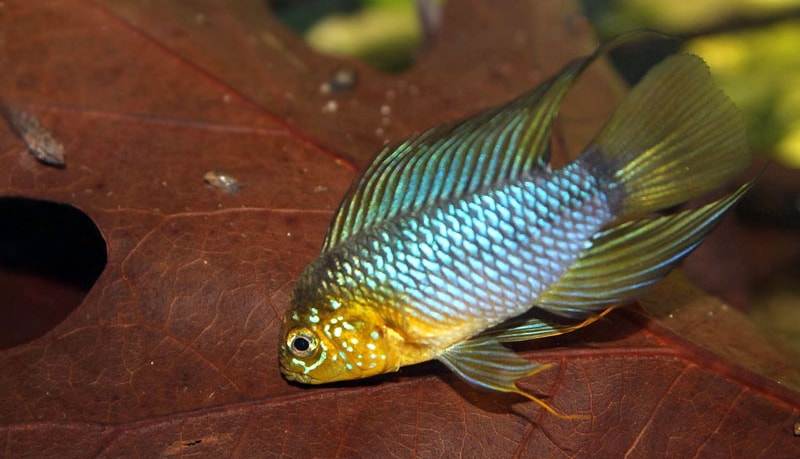 poisson Apisto ombrelle