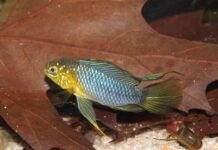 Fiche du poisson Apistogramma borellii (Apisto ombrelle) poisson Apistogramma borellii