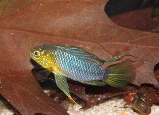 poisson Apistogramma borellii