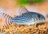 poisson Corydora sterbai