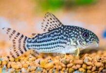 poisson Corydora sterbai