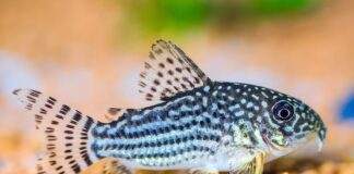 poisson Corydora sterbai