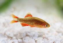 Fiche du poisson Danio margaritatus (rasbora galaxy) poisson Danio margaritatus rasbora