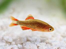 poisson Danio margaritatus rasbora