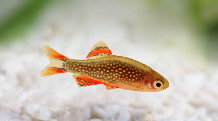 poisson Danio margaritatus rasbora