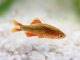 Fiche du poisson Danio margaritatus (rasbora galaxy) poisson Danio margaritatus rasbora
