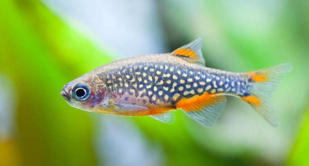 poisson Danio margaritatus