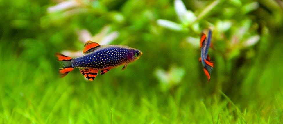 reproduction poisson Danio margaritatus