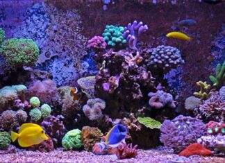 roches vivantes pour un aquarium marin