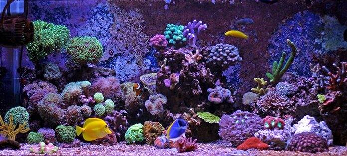 roches vivantes pour un aquarium marin