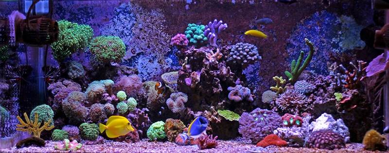 roches vivantes pour un aquarium marin