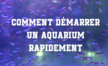 Comment démarrer un aquarium rapidement Comment démarrer un aquarium rapidement