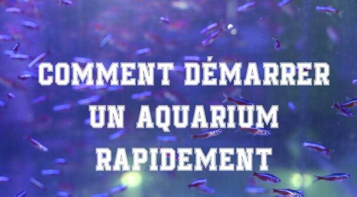 Comment démarrer un aquarium rapidement