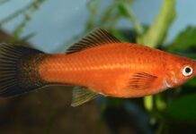 Déterminisme du sexe chez les Poeciliidae et hybridation