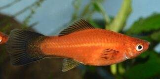 Déterminisme du sexe chez les Poeciliidae et hybridation