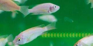 Intoxication des poissons d'aquarium-min