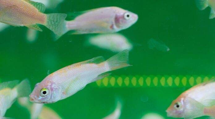 Intoxication des poissons d'aquarium-min