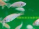 L’intoxication des poissons dues à la pollution ambiante dans l’aquarium Intoxication des poissons d'aquarium-min