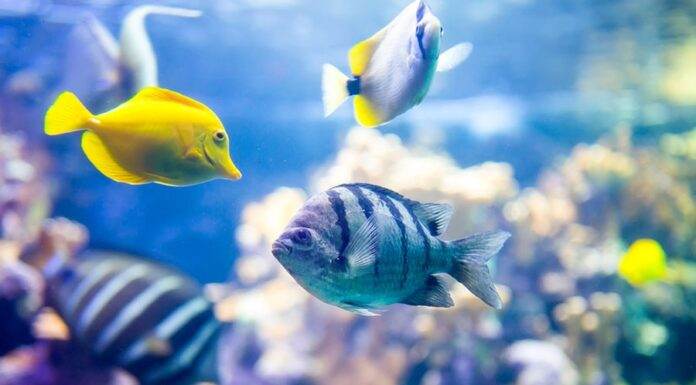L’aquarium récifal pour les débutants L'aquarium récifal pour les débutants