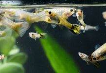 L'importance de la dureté de l'eau pour les poissons d'aquarium