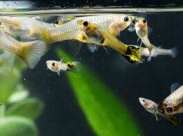 L'importance de la dureté de l'eau pour les poissons d'aquarium