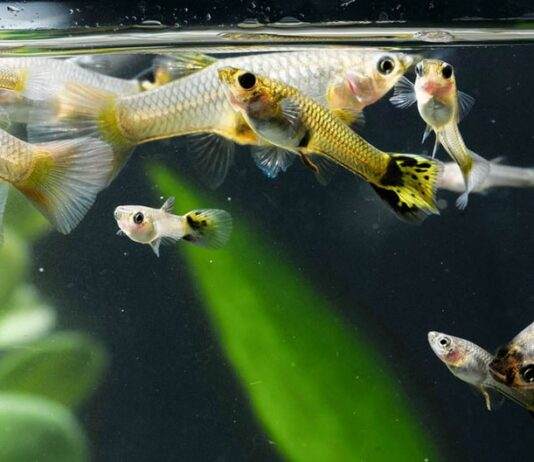 L'importance de la dureté de l'eau pour les poissons d'aquarium