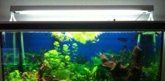 aquarium avec relief et racine