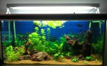 aquarium avec relief et racine
