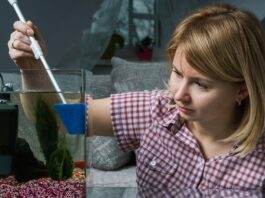 comment se débarrasser des algues dans un aquarium