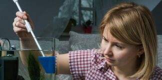 comment se débarrasser des algues dans un aquarium