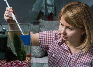 comment se débarrasser des algues dans un aquarium