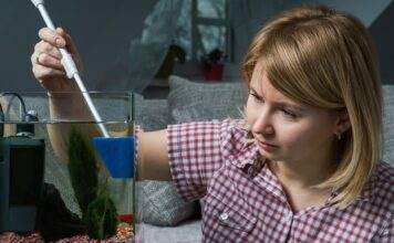 comment se débarrasser des algues dans un aquarium comment se débarrasser des algues dans un aquarium