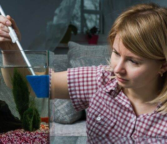 comment se débarrasser des algues dans un aquarium