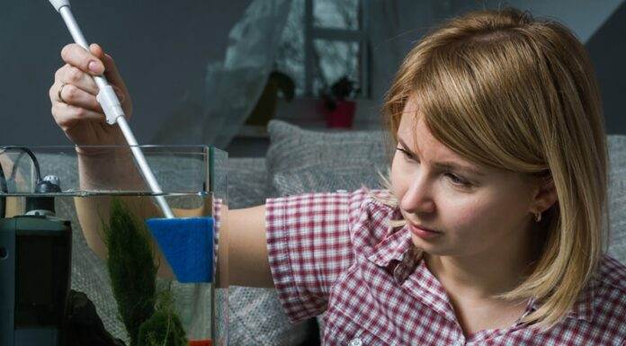 comment se débarrasser des algues dans un aquarium