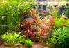 les besoins des plantes d’aquarium les besoins des plantes d'aquarium