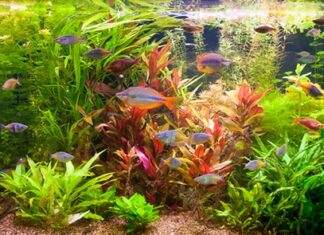 les besoins des plantes d'aquarium