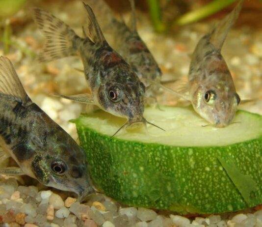 poisson Corys Paleatus mange les légumes